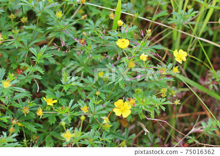 Scandinavian little yellow flowers, Hordaland, Norway 75016362