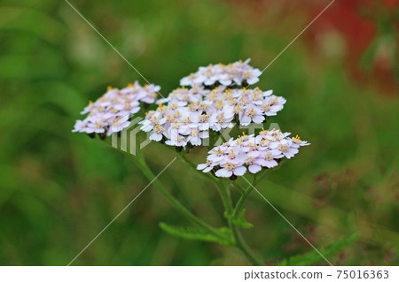 Pretty Yarrow Flower, Hordaland, Norway Pretty Yarrow Flower, Hordaland, Norway 75016363