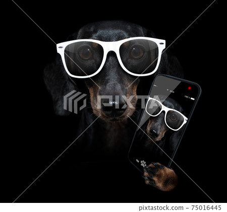 dog isolated on black dramtic dark background taking selfie 75016445