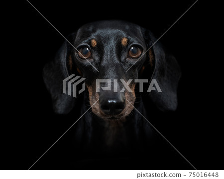 dog isolated on black dramtic dark background 75016448