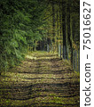 Green forest path leading deep into a fir forest 75016627