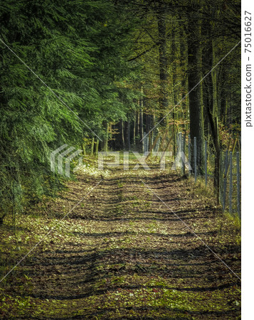 Green forest path leading deep into a fir forest Green forest path leading deep into a fir forest 75016627