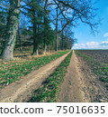Dirty farm road between a field to the right and trees to the left 75016635