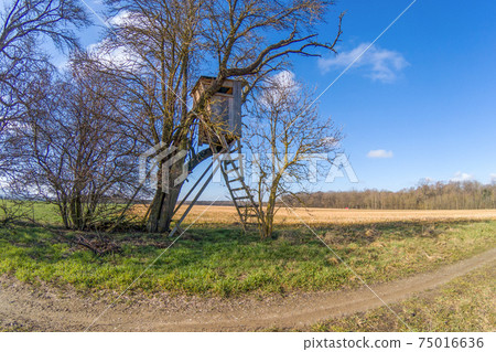 Typical German hunter seat hidden in the undergrowth Typical German hunter seat hidden in the undergrowth 75016636