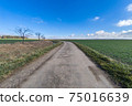 Dirty farm road with blue sky and green fields 75016639