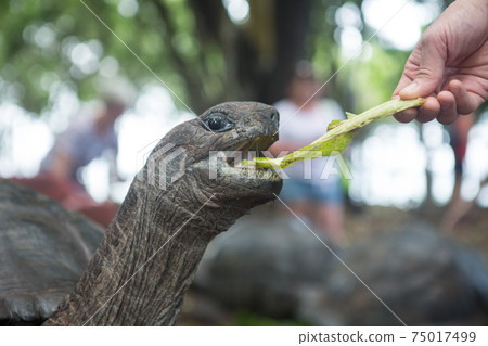 One Giant Turtle on Seychelles, Indian Ocean, Africa One Giant Turtle on Seychelles, Indian Ocean, Africa 75017499