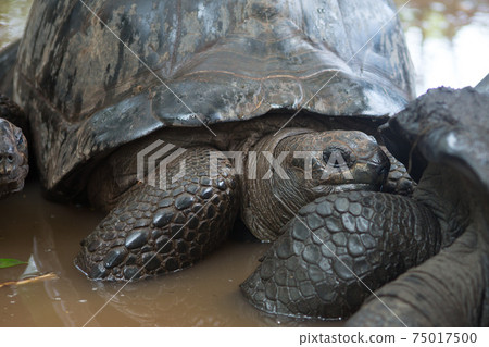 One Giant Turtle on Seychelles, Indian Ocean, Africa One Giant Turtle on Seychelles, Indian Ocean, Africa 75017500