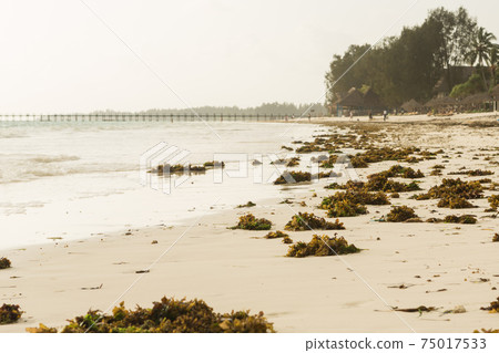 green algae on the beach and the sea at low tide 75017533
