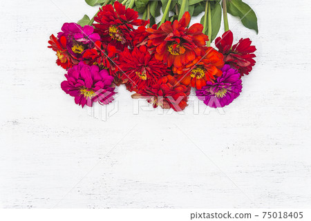 Bunch of red and purple zinnia flowers on white wooden background. Space for text, flat lay 75018405