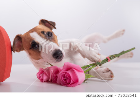 A cute dog lies next to a heart-shaped box and holds a bouquet of pink roses on a white background. Valentine's day gift A cute dog lies next to a heart-shaped box and holds a bouquet of pink roses on a white background. Valentine's day gift 75018541