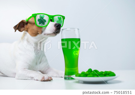 Dog with a mug of green beer and glazed nuts in funny glasses on a white background. Jack russell terrier celebrates st patrick's day 75018551