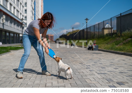 Woman throws blue flying plastic disc to Jack Russell Terrier outdoors. Funny playful little dog catches and brings toy to female owner. 75018580