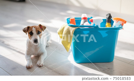 A smart, calm puppy lies next to a blue bucket of cleaning products in the kitchen. A set of detergents and a rag for home cleaning and a small dog on a wooden floor in the apartment. No people. 75018583