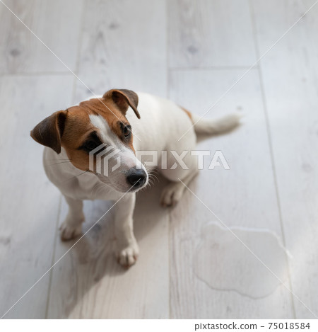 Guilty dog Jack Russell Terrier pissed puddle on the wooden floor 75018584