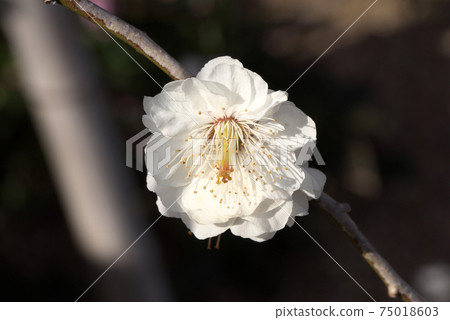 White double-flowered flower plum 75018603