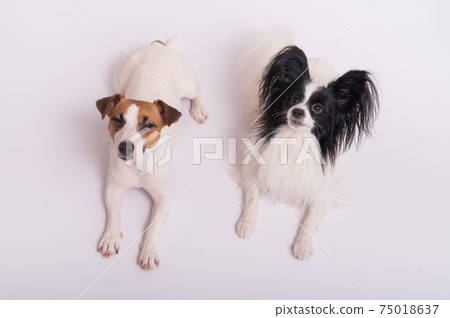 Two little cute dogs Jack Russell Terrier and Papillon breed on a white background 75018637