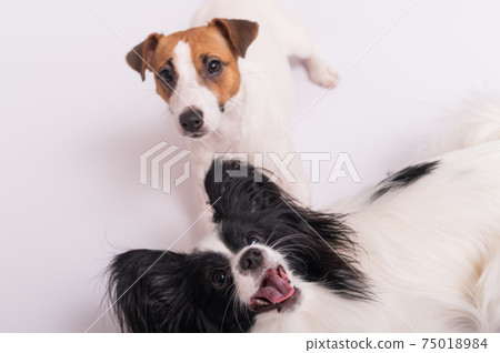 Two little cute dogs Jack Russell Terrier and Papillon breed on a white background 75018984