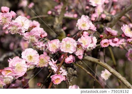 Pink weeping plum 75019132