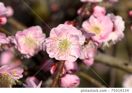 Pink weeping plum 75019134