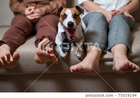 A cute dog Jack Russell Terrier is wearing a tie and sits on the couch with two barefoot women and yawns A cute dog Jack Russell Terrier is wearing a tie and sits on the couch with two barefoot women and yawns 75019194