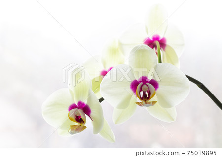 White orchid on a light background White orchid on a light background 75019895