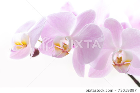 Close-up of light pink orchid flower branch Close-up of light pink orchid flower branch 75019897