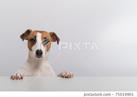 Gorgeous purebred Jack Russell Terrier dog peeking out from behind a banner on a white background. Copy space Gorgeous purebred Jack Russell Terrier dog peeking out from behind a banner on a white background. Copy space 75019901