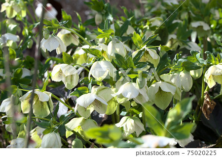 聖誕節玫瑰helebols 75020225