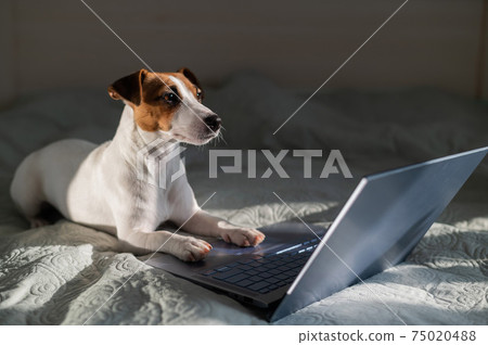 Smart dog jack russell terrier lies on the bed by the laptop. Smart dog jack russell terrier lies on the bed by the laptop. 75020488