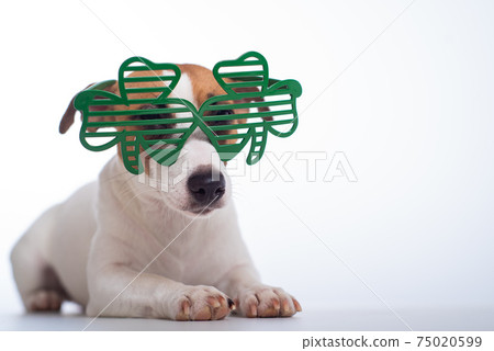 Portrait of a dog jack russell terrier in funny glasses on a white background. Saint patricks day holiday concept Portrait of a dog jack russell terrier in funny glasses on a white background. Saint patricks day holiday concept 75020599