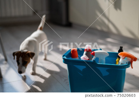 Blue bucket with bottles of detergent on a parquet light floor. Jack Russell Terrier on a background of cleaning products. Household chemicals for home cleaning. 75020603
