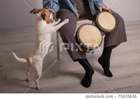 A dog is standing by a woman playing small ethnic drums A dog is standing by a woman playing small ethnic drums 75020636