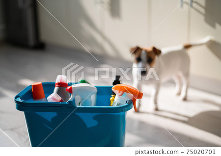 Blue bucket with bottles of detergent on a parquet light floor. Jack Russell Terrier on a background of cleaning products. Household chemicals for home cleaning. Blue bucket with bottles of detergent on a parquet light floor. Jack Russell Terrier on a background of cleaning products. Household chemicals for home cleaning. 75020701