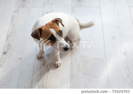 Guilty dog Jack Russell Terrier pissed puddle on the wooden floor 75020703