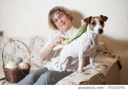 Elderly caucasian woman knits clothes for the winter for the dog jack russell terrier Elderly caucasian woman knits clothes for the winter for the dog jack russell terrier 75020745