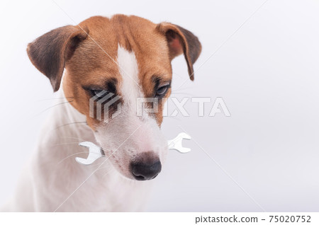 Jack russell terrier dog holds a wrench in his mouth on a white background. Copy space Jack russell terrier dog holds a wrench in his mouth on a white background. Copy space 75020752