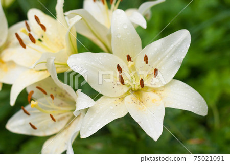 White lilies with rain drops in the garden 75021091