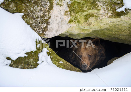Brown bear looks out of its den in the woods under a large rock in winter 75021311