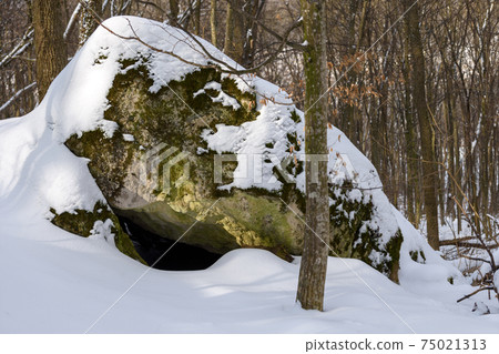 Den bear in the woods under a large rock in winter 75021313