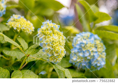 Hydrangea (June Kazahaya no Sato) Hydrangea (June Kazahaya no Sato) 75022882