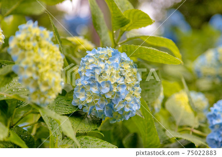 Hydrangea (June Kazahaya no Sato) 75022883