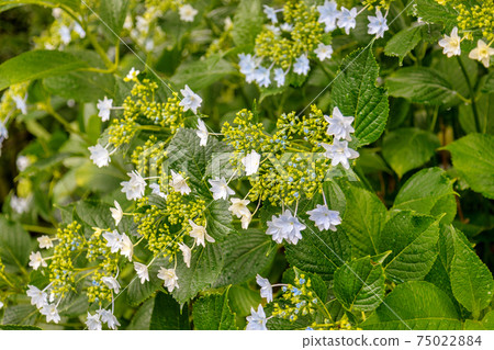 Hydrangea (June Kazahaya no Sato) Hydrangea (June Kazahaya no Sato) 75022884