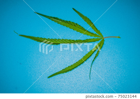 Cannabis leaf, marijuana over blue background Cannabis leaf, marijuana over blue background 75023144