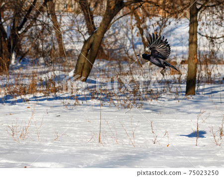 Flying black crow on a snowy background. Snow, winter city park. Flying black crow on a snowy background. Snow, winter city park. 75023250