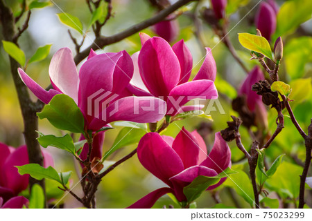 Magnolia spring flowers 75023299