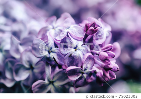 Lilac flowers macro 75023302