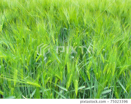 Beautiful background: A typical green grainfield in spring Beautiful background: A typical green grainfield in spring 75023396
