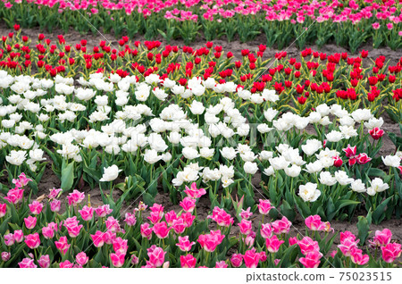 spring landscape park. country of tulip. beauty of blooming  75023515