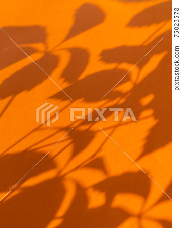 Lacy shadows of Virginia creeper leaves on bright orange background. Five-leaved ivy or five-finger plant on sunlight. Light and shadow on colorful backdrop. Lacy shadows of Virginia creeper leaves on bright orange background. Five-leaved ivy or five-finger plant on sunlight. Light and shadow on colorful backdrop. 75023578