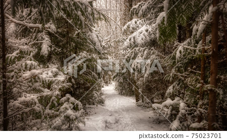 Beautiful Hiking Trail in the Forest 75023701